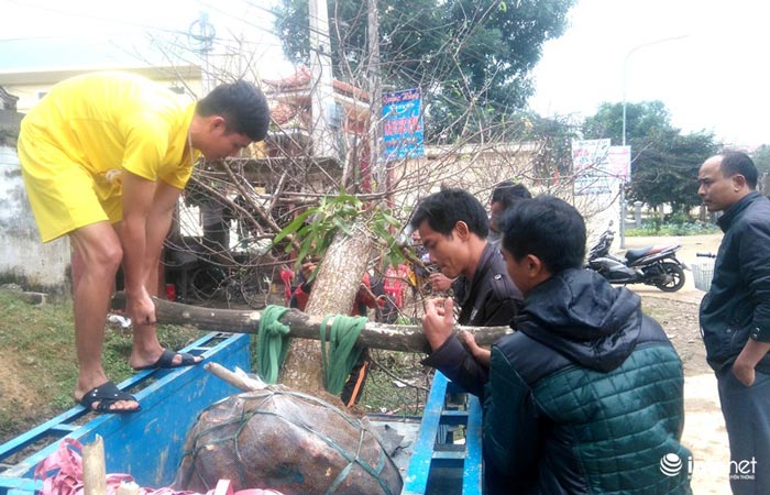 Làng đào phai Xuân Du kiếm hàng chục tỉ đồng từ vụ Tết - 9