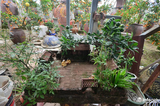 Lơ đào, quất, dân chơi Hà thành