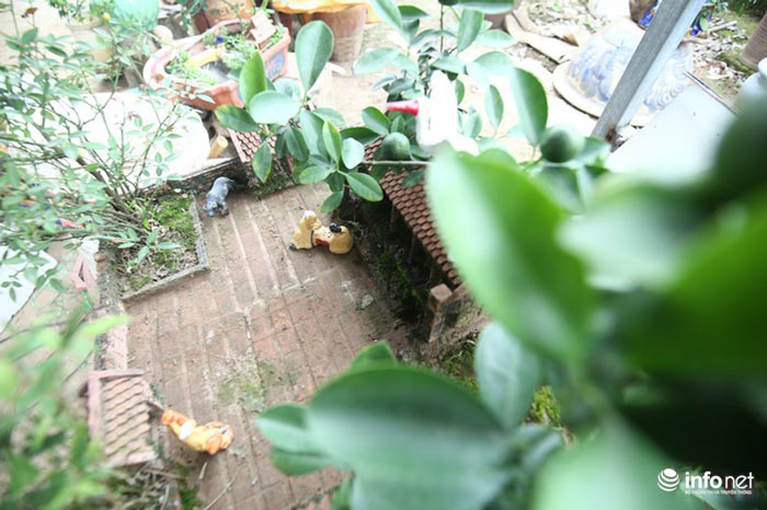 Lơ đào, quất, dân chơi Hà thành