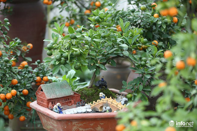 Lơ đào, quất, dân chơi Hà thành