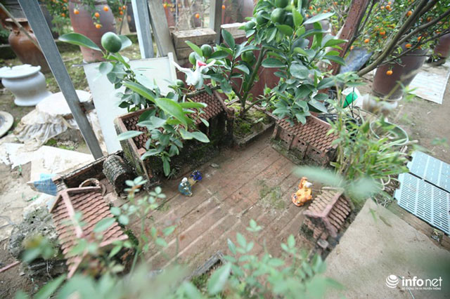 Lơ đào, quất, dân chơi Hà thành