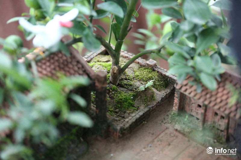 Lơ đào, quất, dân chơi Hà thành