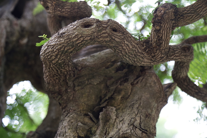 Ngắm “lão me” 400 năm tuổi “siêu độc” tại hội hoa xuân TP.HCM - 3