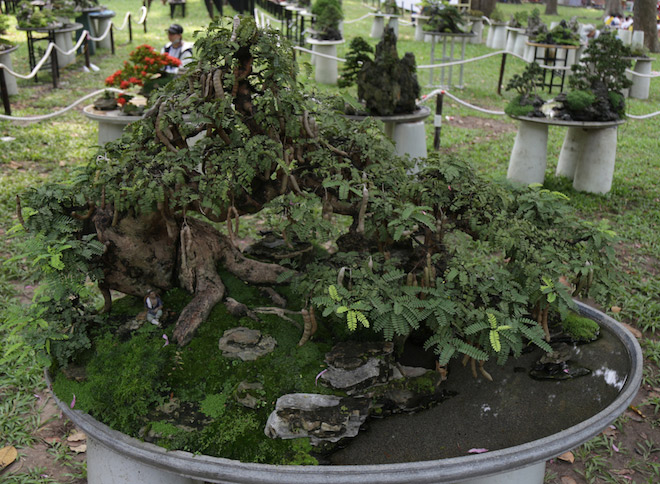 Cây me dáng kiều nữ, ra trái xum xuê gây “sốt” ở Sài Gòn - 1