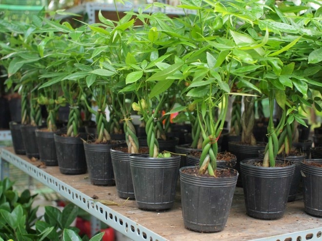 Nhanh tay trồng những loại cây này để đón tài, rước lộc vào nhà dịp đầu xuân - 2