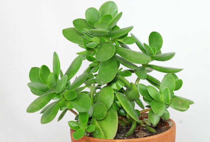 Nhanh tay trồng những loại cây này để đón tài, rước lộc vào nhà dịp đầu xuân - 4