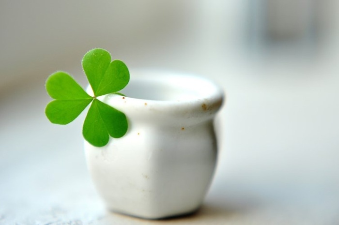 Nhanh tay trồng những loại cây này để đón tài, rước lộc vào nhà dịp đầu xuân - 3