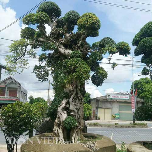 Duối kiểng "Đại cổ trường sinh" được rao bán 3 tỷ có gì đặc biệt? - 1