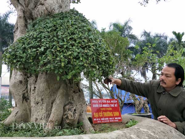 Duối kiểng "Đại cổ trường sinh" được rao bán 3 tỷ có gì đặc biệt? - 2