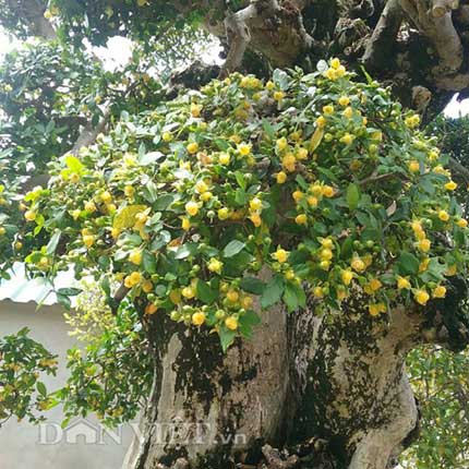 Duối kiểng "Đại cổ trường sinh" được rao bán 3 tỷ có gì đặc biệt? - 5