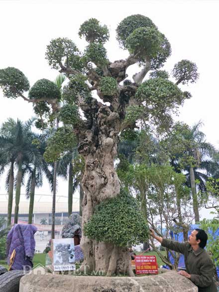 Duối kiểng "Đại cổ trường sinh" được rao bán 3 tỷ có gì đặc biệt? - 6