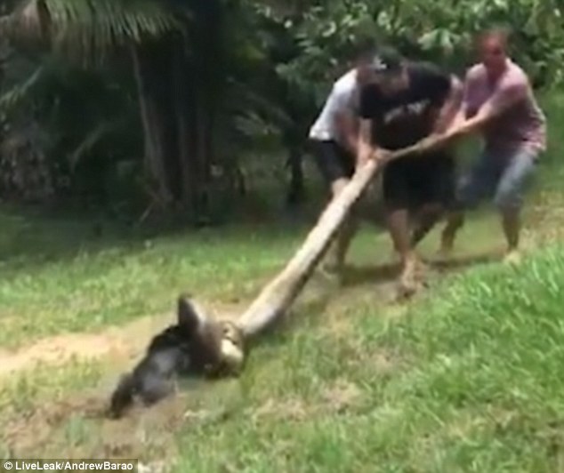 Brazil: Dân làng lao vào cứu chó bị trăn khổng lồ siết chặt - 2