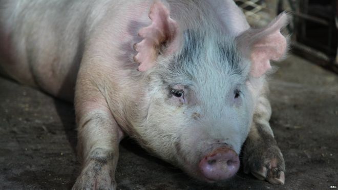 Mỹ: Nuôi phôi lợn-người trong cơ thể lợn - 3