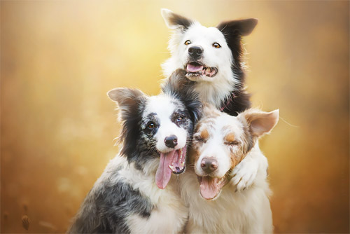 3 chú chó chụp ảnh thơ mộng giữa cánh đồng hoa - 4