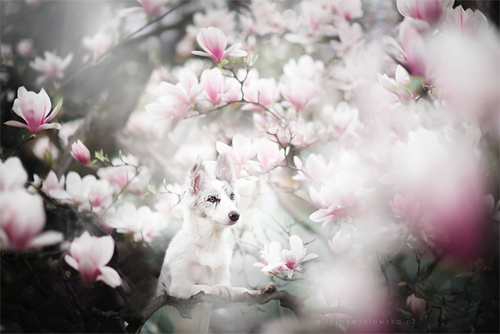 3 chú chó chụp ảnh thơ mộng giữa cánh đồng hoa - 7