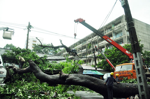 Cổ thụ bật gốc đổ vào nhà, dân tháo chạy thục mạng - 1
