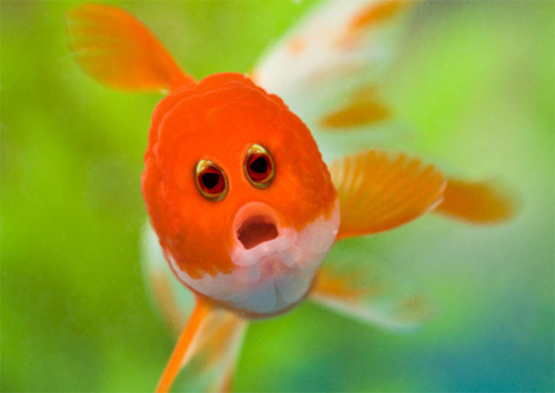 Đôi mắt mọc lệch khiến các con vật này trở nên hài hước - 8