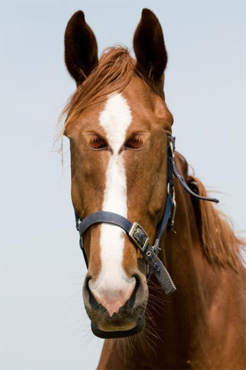 Đôi mắt mọc lệch khiến các con vật này trở nên hài hước - 13