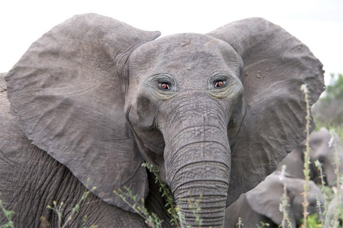 Đôi mắt mọc lệch khiến các con vật này trở nên hài hước - 14