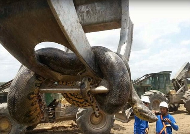 Brazil: Phát hiện trăn xanh Nam Mỹ &#34;khủng&#34; nhất thế giới - 1