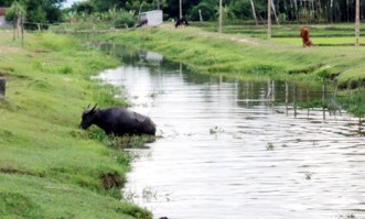 Đi chăn trâu, hai bà cháu chết đuối thương tâm - 1