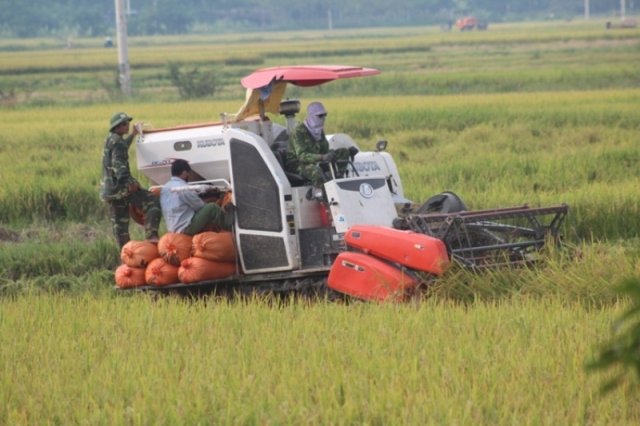 Đi gom rơm, người phụ nữ bị máy gặt lúa cán chết - 1