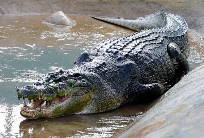 Kết quả hình ảnh cho con cá sấu