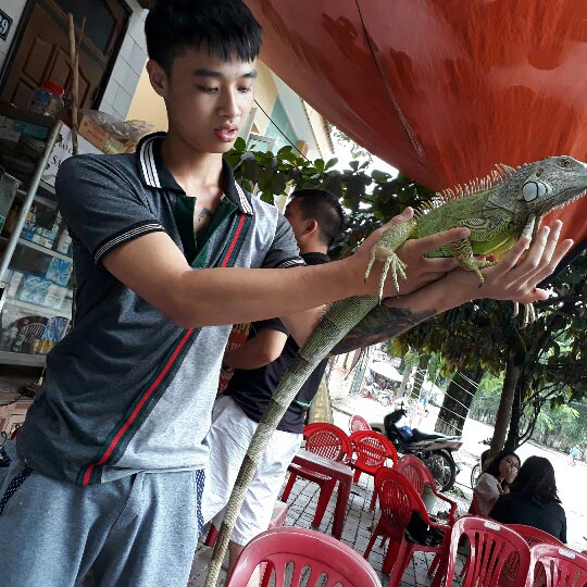 &#34;Hot boy&#34; 9X Yên Bái chơi thú cưng rồng Nam Mỹ &#34;độc&#34;, lạ dài cả mét - 2