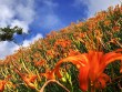 Choáng ngợp lễ hội hoa lily lớn nhất hành tinh