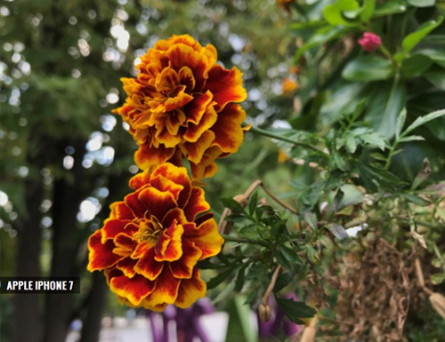 So sánh ảnh chụp từ camera iPhone 7 với Galaxy S7 Edge - 11