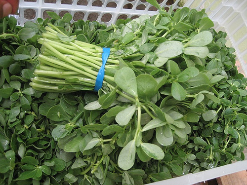 Bài thuốc trị sỏi thận hữu hiệu từ rau sam - 2