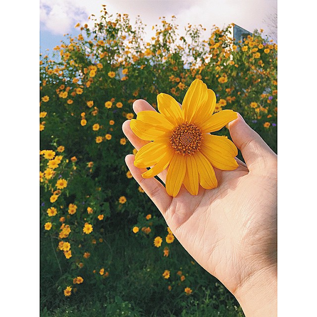 Tháng 10, trên những cung đường hoa dã quỳ đẹp nao lòng ở Đà Lạt - 2