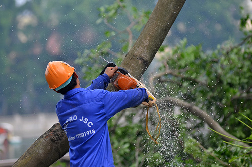 HN: Bắt đầu di dời hơn 100 &#34;cụ cây&#34; trên đường Kim Mã - 5