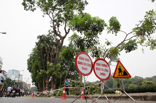 HN: Bắt đầu di dời hơn 100 &#34;cụ cây&#34; trên đường Kim Mã - 1