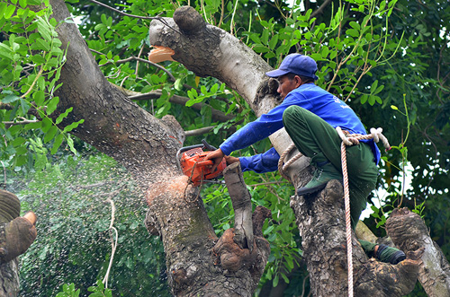 HN: Bắt đầu di dời hơn 100 &#34;cụ cây&#34; trên đường Kim Mã - 4