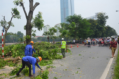 HN: Bắt đầu di dời hơn 100 &#34;cụ cây&#34; trên đường Kim Mã - 8