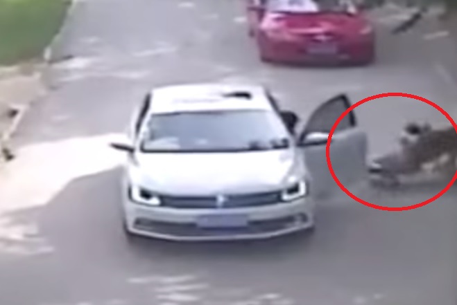 Hổ vồ chết người mẹ ở TQ: Gia đình đòi bồi thường 6 tỉ - 2