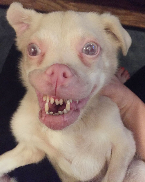 Chú chó răng vẩu nổi tiếng khắp thế giới với nụ cười lạ - 2