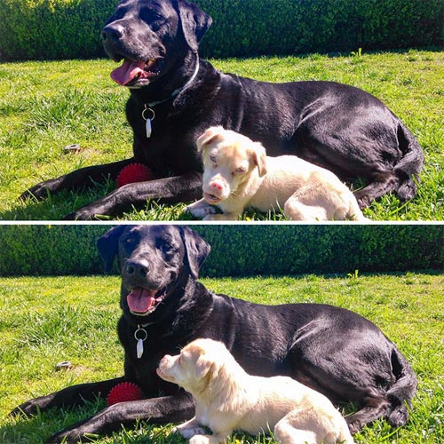 Chú chó răng vẩu nổi tiếng khắp thế giới với nụ cười lạ - 6