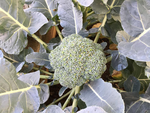 Vườn rau 50m2 ăn không xuể của bà mẹ Hà thành - 4