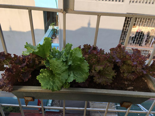 Vườn rau 50m2 ăn không xuể của bà mẹ Hà thành - 3