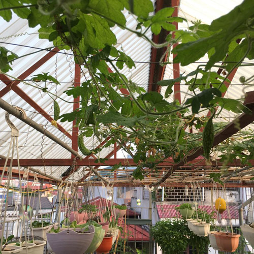 Vườn rau 50m2 ăn không xuể của bà mẹ Hà thành - 1