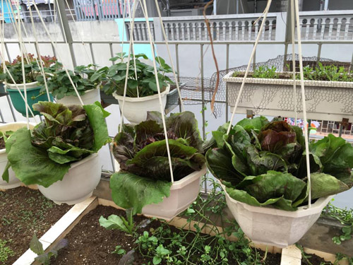 Vườn rau 50m2 ăn không xuể của bà mẹ Hà thành - 12