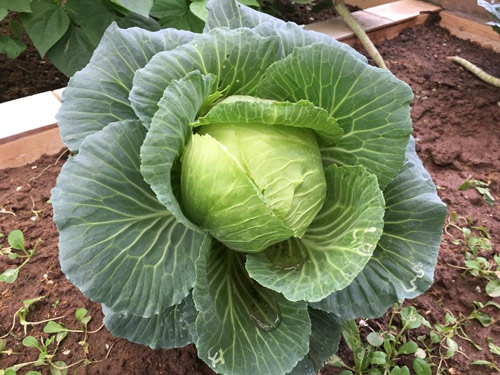 Vườn rau 50m2 ăn không xuể của bà mẹ Hà thành - 9