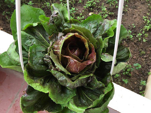 Vườn rau 50m2 ăn không xuể của bà mẹ Hà thành - 6