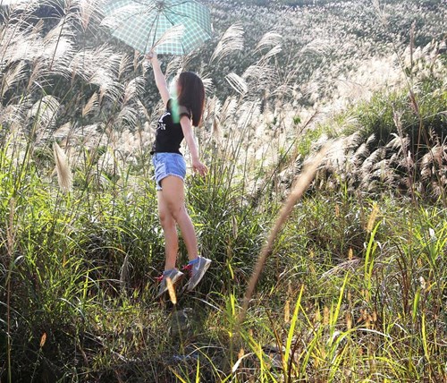 Giới trẻ mê tít cung đường lau ở Quảng Ninh - 2