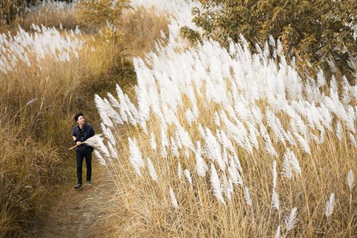 Giới trẻ mê tít cung đường lau ở Quảng Ninh - 4