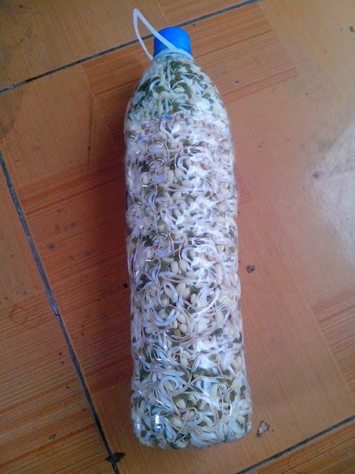 4 cách làm giá đỗ ngon, mập, sạch tại nhà - 1