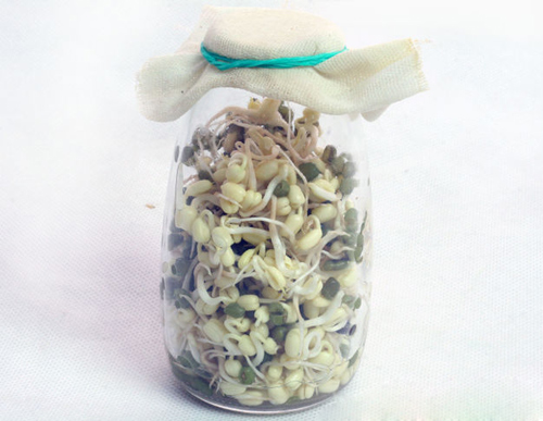 4 cách làm giá đỗ ngon, mập, sạch tại nhà - 3