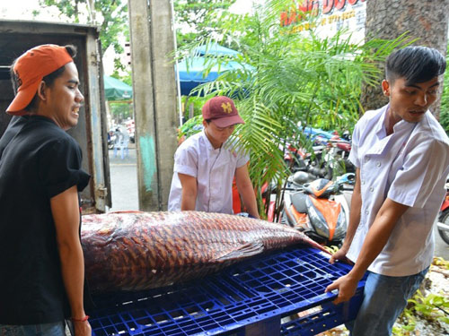 Tận thấy cá “khủng”, phải 3 người khiêng ở Sài Gòn - 2